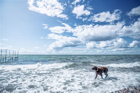 The status quo for cats and water is pretty much the same as oil and water: Can Dogs Swim in the Ocean? Things To Keep In Mind ...