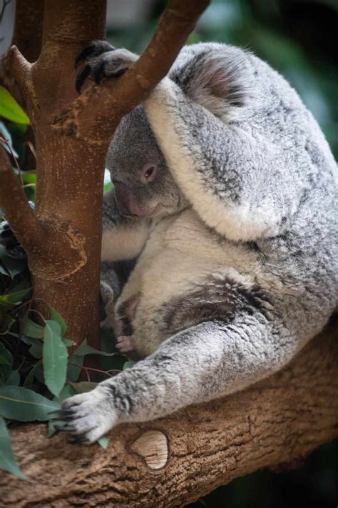 Columbus Zoo Welcomes First Baby Koala Born In 15 Years