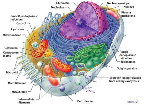 Cell Structure Human Cell Diagram Physiology Eukaryotic Cell