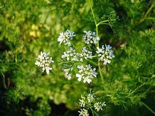 Il coriandolo è una delle erbe aromatiche che più divide: Coriandolo: proprietà curative. A cosa serve? Come si usa ...