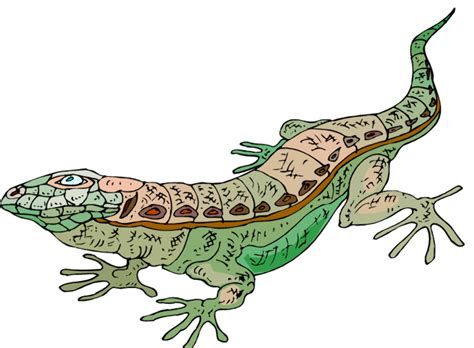 Download High Quality Lizard Clipart Realistic Transparent Png Images