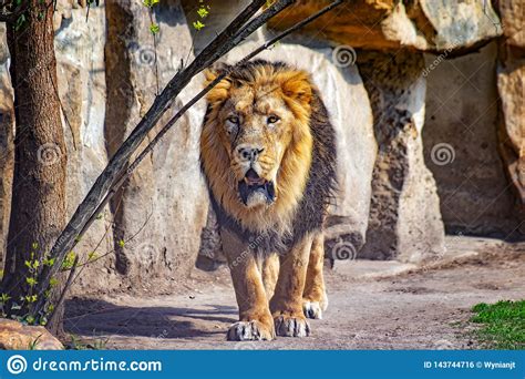 Close Up Photo Of Barbary Lion He Is Going The