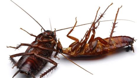 Cockroach Control Brisbane Removal Control Pest Management