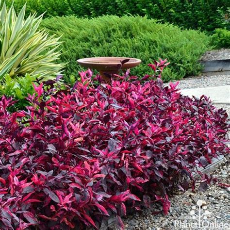 Alternanthera ‘always Red Plants Australian Plants Hedge Plants