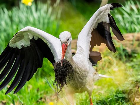 Endangered Oriental White Storks Banded With Id Tags Tracking Tech Cgtn