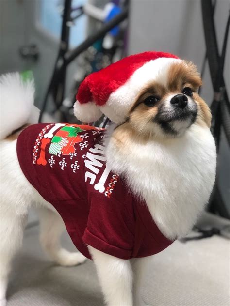 Pomeranian Puppies For Sale | Union, KY #332944 | Petzlover