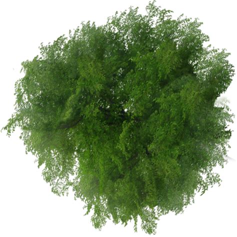 Transparent Png Landscape Architecture Tree Plan Png You Can Use These