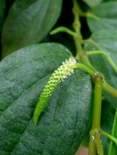 Tips for choosing, planting, and growing the right pepper for your garden space and culinary tastes by anne balogh. How to Grow Black Pepper Plant | Growing Peppercorn
