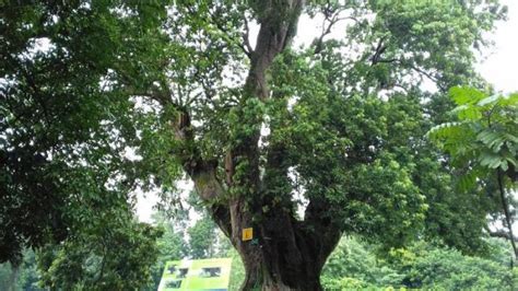 Ini Video Pohon Pertama Yang Ditanam Di Kebun Raya Bogor