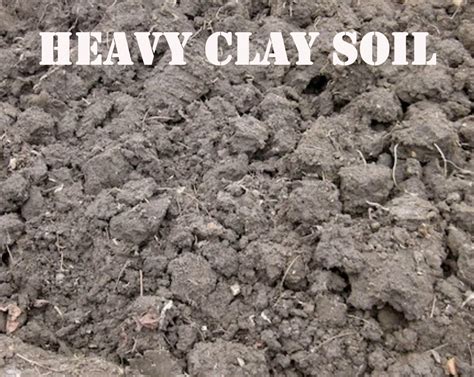The Best Soil Types Theberrybushes