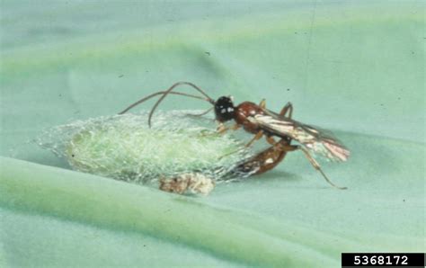 Ichneumonid Parasitoid Wasp Diadromus Collaris