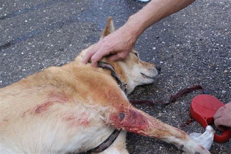 The only thing that your dog knows is you give food, but you hit him every time he comes. I Hit a Dog With My Car: What Am I Legally Required to Do ...