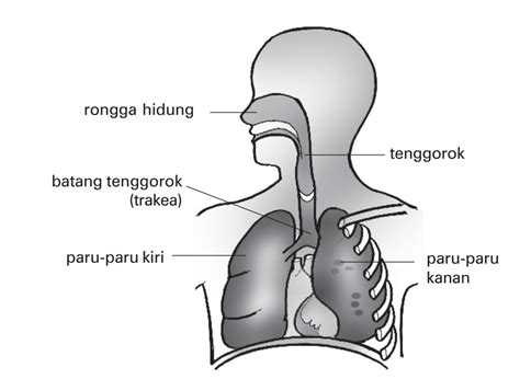 Gambar Organ Pernapasan Hidung Cabai