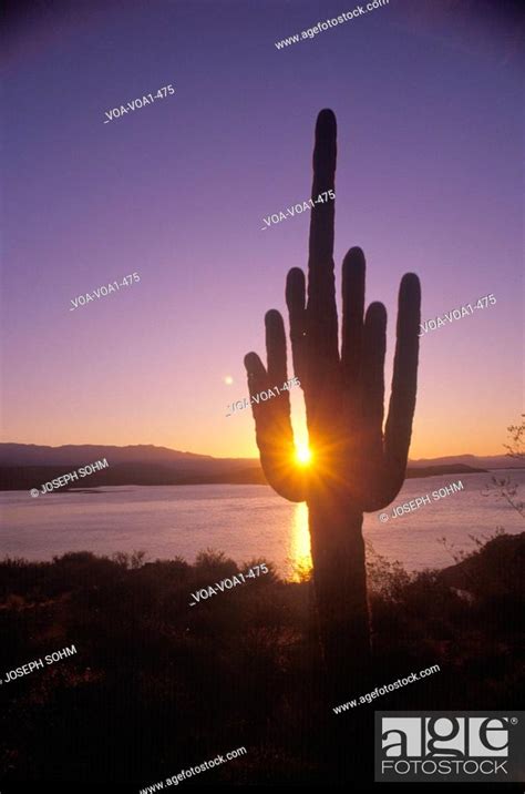 Saguaro Cactus Silhouetted At Sunset Roosevelt Lake Arizona Stock