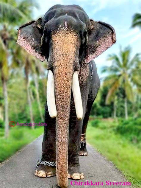 Kerala Elephants High Resolution Wallpaper Hd Kerala Elephants Photos