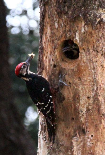 都道府県 北海道 青森 岩手 宮城 秋田 山形 福島 茨城 栃木 群馬 埼玉 千葉 東京 神奈川 新潟 富山 石川 福井 山梨 長野 岐阜 静岡 愛知 三重 滋賀 京都 大阪 兵庫 奈. 朝日新聞デジタル：巣穴のヒナにエサを運ぶオーストンオオ ...