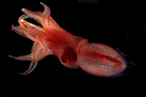 Deep Sea Squid Points A Big Bulging Eye Up And A Tiny Eye Down New