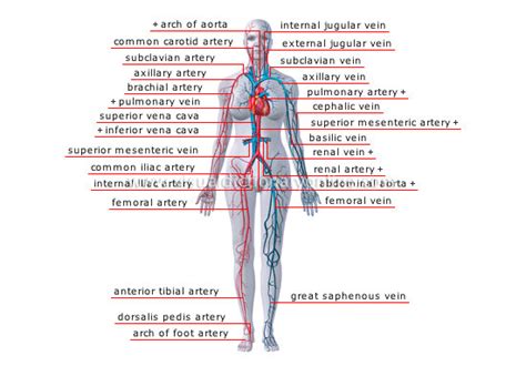 Together, veins, arteries and nerves define neurovasculature. Principle Arteries - Human Anatomy