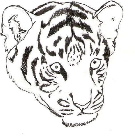 Easy Tiger Sketch At Explore Collection Of Easy