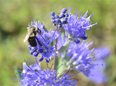 Dark Knight Bluebeard Next Generation Landscape Nursery