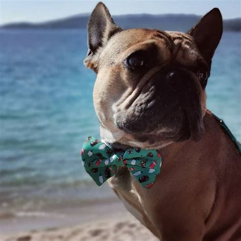 23 French Bulldog Mixes That You Never Know Existed The Goody Pet