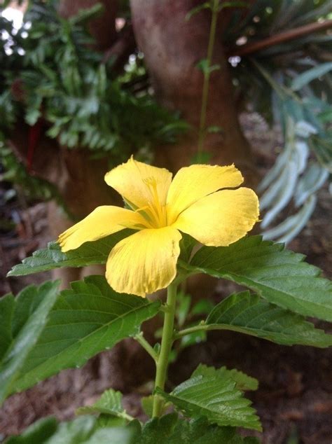 The yellow flower can be rolled in flower and fried, and is delicious. 5 Petrel Yellow Flower With Stalk And Jagged Leaves ...