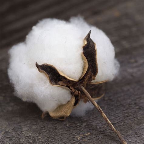 Pin By Tiana On Y Y ♡ Cotton Fields Cotton Boll Cotton Plant