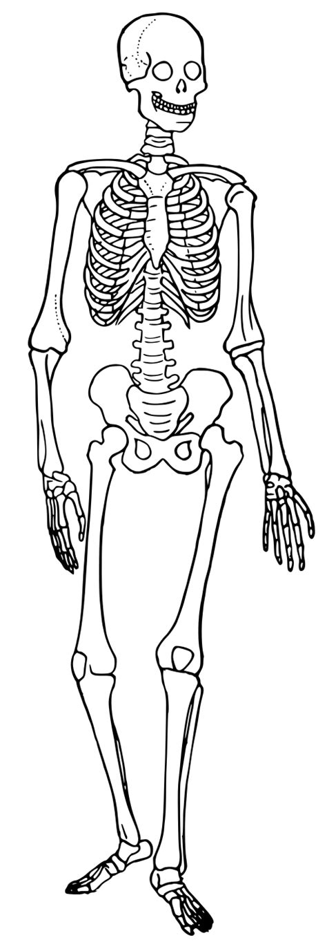 The human body is everything that makes up, well, you. File:Human skeleton diagram trace.svg - Wikipedia