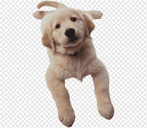 Dogs Look Up Dogs Puppy Animal Png Pngwing