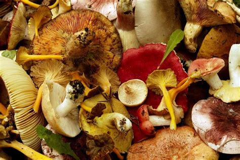 Top 6 Edible Wild Mushrooms In Michigan