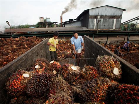 The Oil Rush In The Tropics Palm Oil Farming Wreaking Environmental H