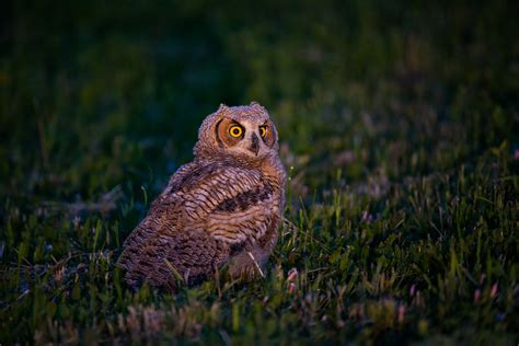 Young Great Horned Owl Sean Crane Photography