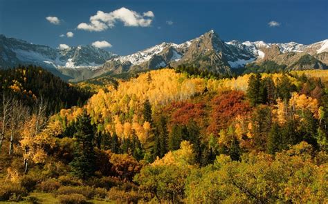 Autumn Landscape Sum Birch Leaves With Yellow Green Pine Trees Rocky