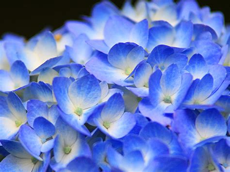 壁紙 ササユリの花と初夏の花xga1024×768デスクトップ無料壁紙 ぶらり兵庫・ぶらり神戸 神戸の観光情報とイベント情報