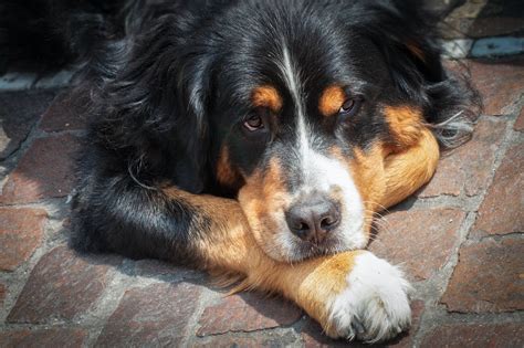 Adult Bernese Mountain Dog Lying On The Field · Free Stock Photo