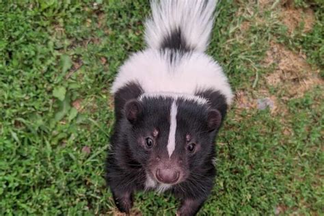 How To Stop Skunks From Digging Up Lawn Easy Control Prevention