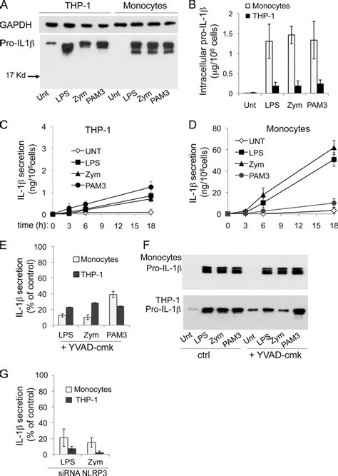 Pamp Stimulated Thp 1 Cells Secrete Low Amounts Of Il 1 Pma Activated