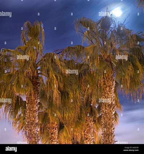 Palm Trees At Night Stock Photo Alamy