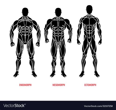 Gym Body Types Men Off 58