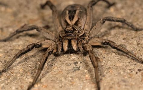Keeping Wolf Spiders At Bay Proven Methods For Prevention For Cape Cod