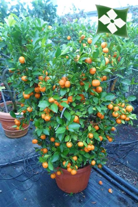 Citrus mitis, also called calamondin, is a small fruit shrub that produces edible fruits, but they're so acidic that they're hard to digest. Zini Piante vivai piante pepinieres baumschuler nurseries ...