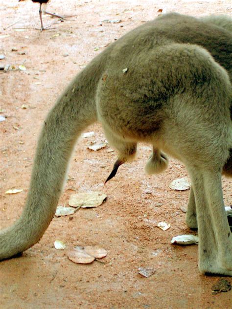 Crazy Kangaroo Junk Flickr Photo Sharing