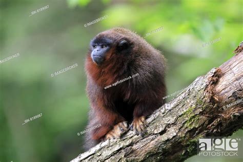 Red Bellied Titi Callicebus Moloch Adult Captive Brazil South