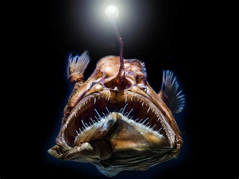 Weird Looking Deep Sea Fish