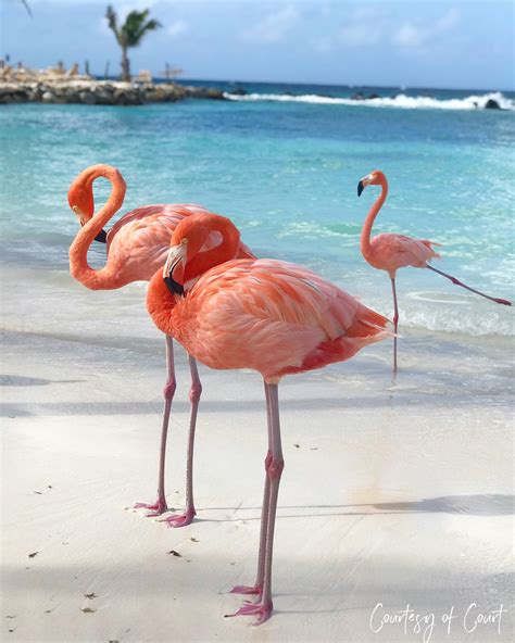 Pretty in Pink: Flamingo Beach in Aruba - Courtesy of Court