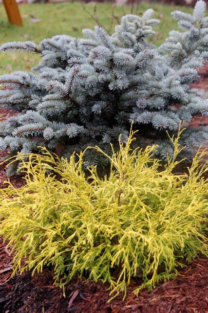 The term naturalistic design can bring lots of things to mind from japanese gardens to piet oudolf style this is by no means an attempt of a design based on that ecosystem, which can be wonderful but doesn't usually show as well on a landscape plan. dwarf blue spruce and gold mop | Conifers garden, Front ...