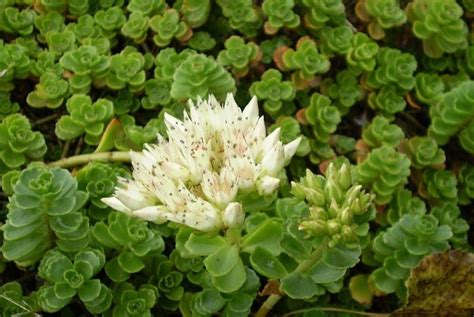 Affected cactus can die in few months or few years. Cold Hardy Succulents - the Complete Guide in 2020 | Sedum ...