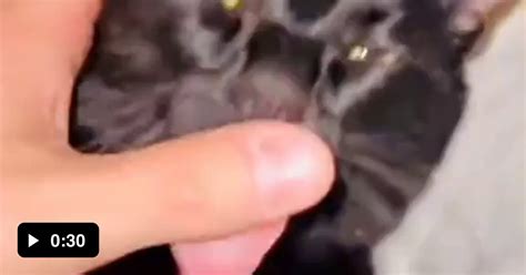 Cat Helping Its Human To Groom It Kitten City 9GAG