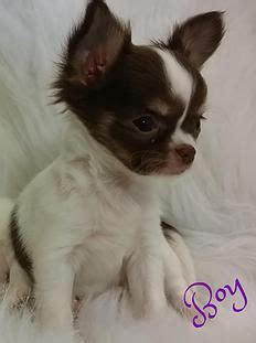 French bulldog · fresno, ca. BG's Chihuahua, Louisiana, chihuahua puppies for sale ...