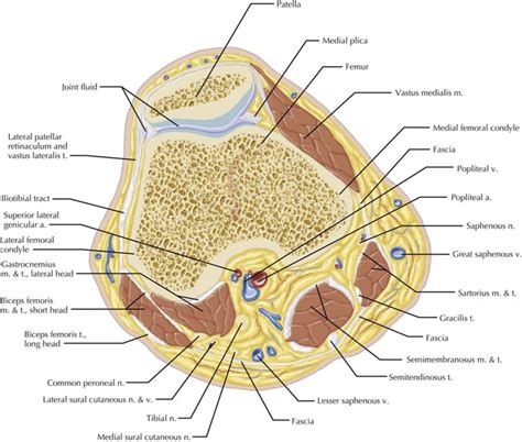 Quadriceps tendon semitendinosus tendonsemimembranosus muscle popliteal artery and vein biceps femoris femur vastus medialis sartorius muscle suprapatellar bursa. Knee | Radiology Key
